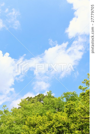 May of the early summer Blue sky and fresh green forest 27779705