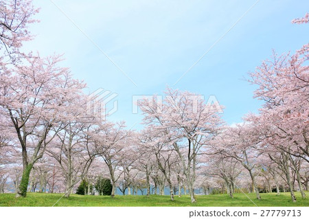 春天藍天盛開的櫻花 春天藍天盛開的櫻花 27779713