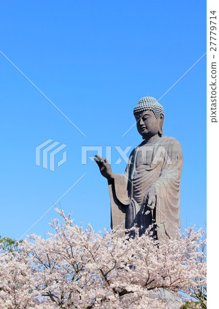 Ushiku大佛和一排櫻花 Ushiku大佛和一排櫻花 27779714