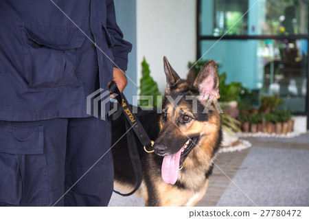 k 9 alsatian dog stand beside trainer 27780472
