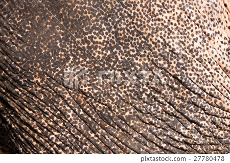 Asian elephant skin texture and background 27780478