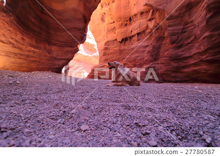 dog Golden Retriever lying in a cave, Labrador dog 27780587