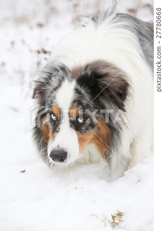 Amazing australian shepherd in winter 27780668