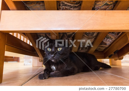Domestic cat under bed Domestic cat under bed 27780700