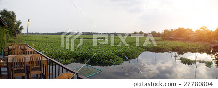 landscape rural life pond with water hyacinth 27780804
