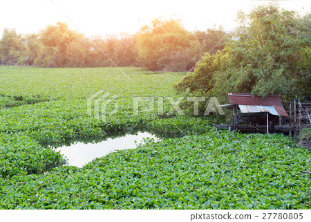 landscape rural life pond with water hyacinth landscape rural life pond with water hyacinth 27780805
