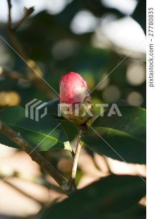 茶香 茶香 27780835