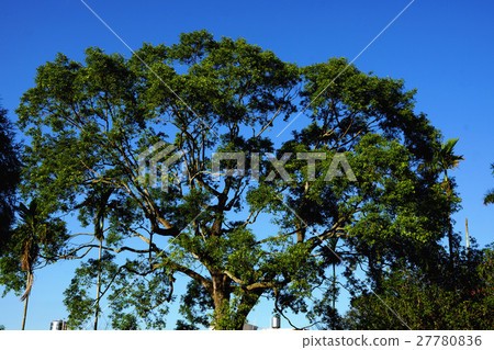 太喜 太喜 27780836