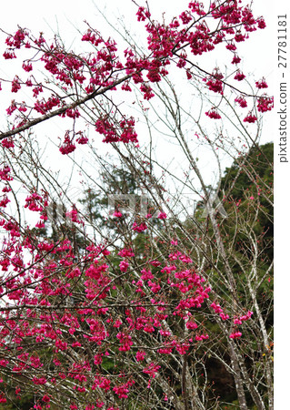 櫻花 櫻花 27781181