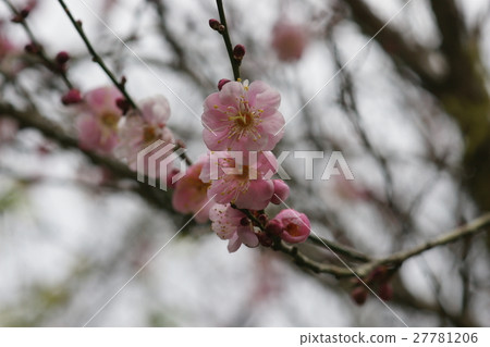 梅花 27781206