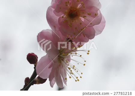 梅花 梅花 27781218