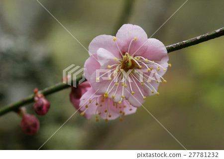 梅花 27781232