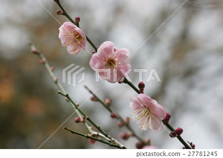 梅花 梅花 27781245