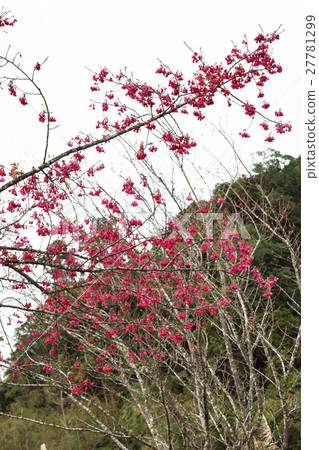 櫻花 櫻花 27781299