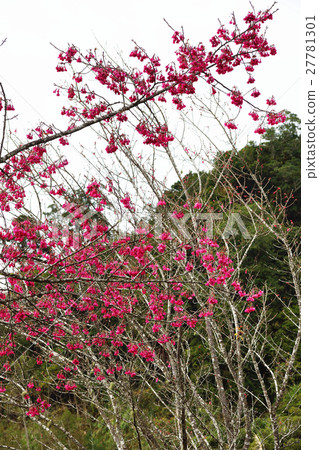 櫻花 櫻花 27781301