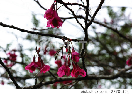 櫻花 27781304