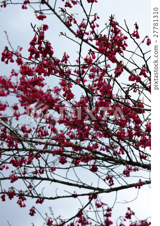 櫻花 櫻花 27781310