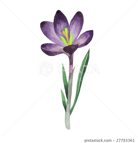 Wildflower crocuses flower in a watercolor style - Stock Illustration ...