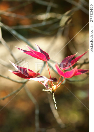 楓葉 27783499