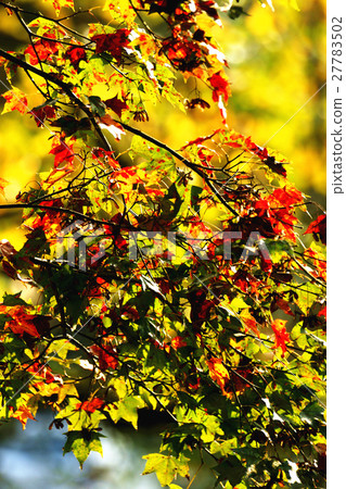 楓葉 27783502