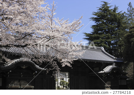 Tokyo · Ueno Former cause Ikeda residence front gate (Kuromon) When it was a cherry blossom view 27784218