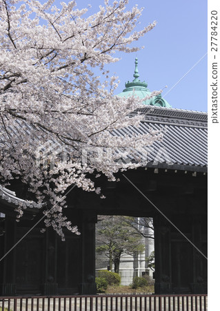 Tokyo · Ueno Former cause Ikeda residence front gate (Kuromon) When it was a cherry blossom view 27784220