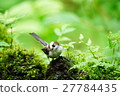 Enaka 27784435