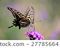 A swallowtail butterfly and a three-pronged verbena taken with Awajisha Azalea Flower scissors 27785664