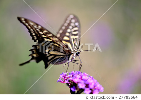 A swallowtail butterfly and a three-pronged verbena taken with Awajisha Azalea Flower scissors 27785664