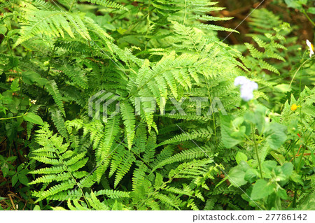 金星蕨 27786142