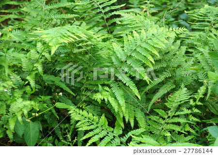 金星蕨 27786144