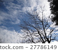 一棵樹和火焰狀藍天 27786149