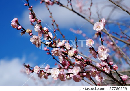 Plum blossoms Plum blossoms 27786359