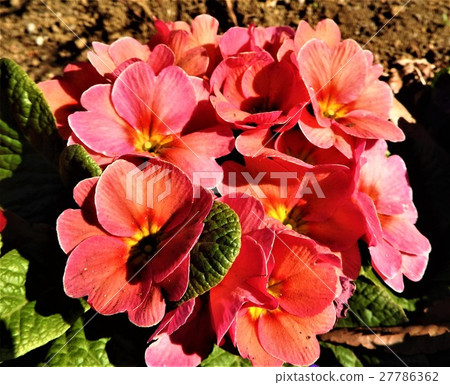 Primula is a precious flower that blooms in winter. Flower language is "opening fate", it is best for gifts to important people. 27786362