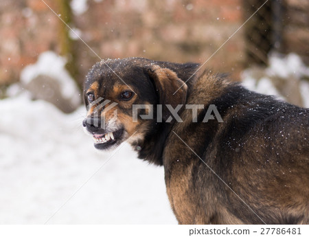 Aggressive, angry dog 27786481