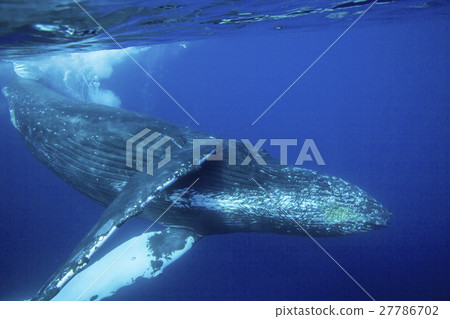 Humping whale swimming in the sea 27786702