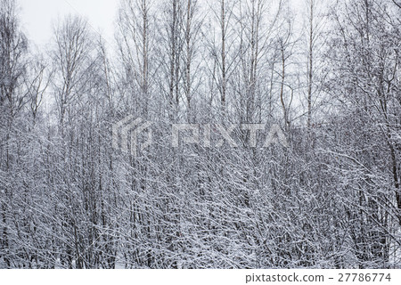雪化妝樹叢 雪化妝樹叢 27786774