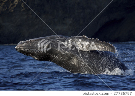 Bleaching Humpback Whale Ogasawara 27786797