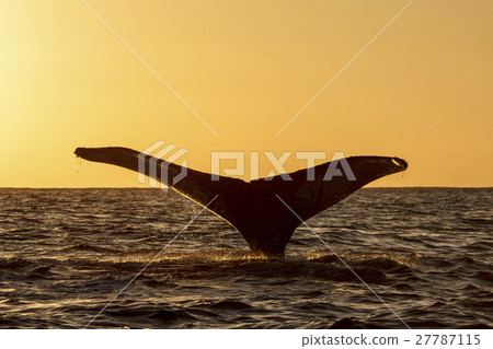 Raise the tail fin in the sea of sunset Humpback whale Raise the tail fin in the sea of sunset Humpback whale 27787115