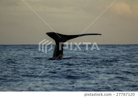 駝背鯨在早晨的海面上升起 27787120