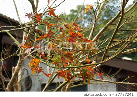 楓樹 27787241