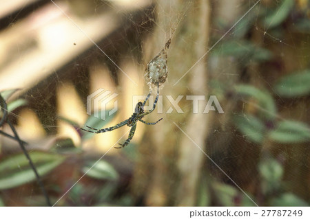 一隻蜘蛛 一隻蜘蛛 27787249