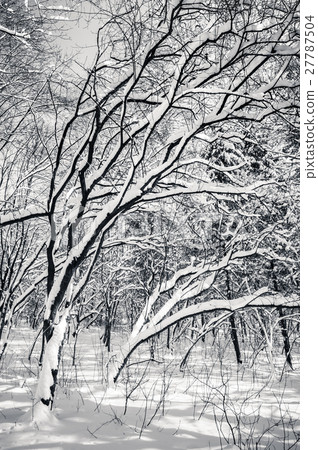 Black and white snow covered winter trees 27787504
