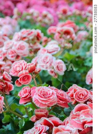 Pink Begonia blossoms 27788083