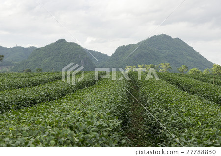 Tea Plantations under sky 27788830