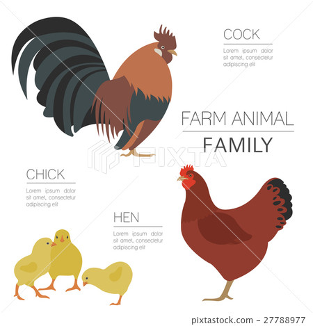 Poultry farming. Chicken family isolated on white Poultry farming. Chicken family isolated on white 27788977