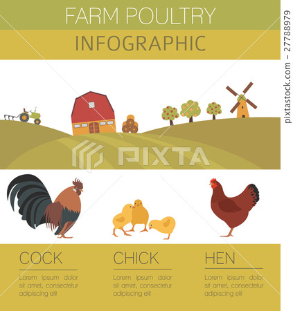 Poultry farming. Chicken family isolated on white 27788979