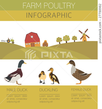 Poultry farming. Duck family isolated on white Poultry farming. Duck family isolated on white 27788982
