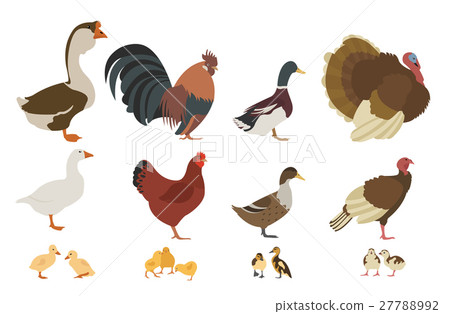 Chicken, turkey, duck, goose family 27788992