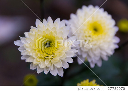 冬天開花的菊花·Weedgrass 冬天開花的菊花·Weedgrass 27789070